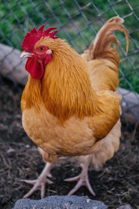 what is the friendliest rooster breed